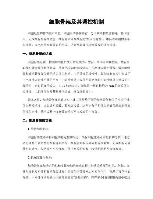 细胞骨架及其调控机制