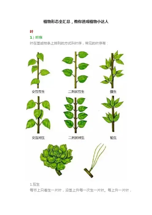 植物形态全汇总，教你速成植物小达人