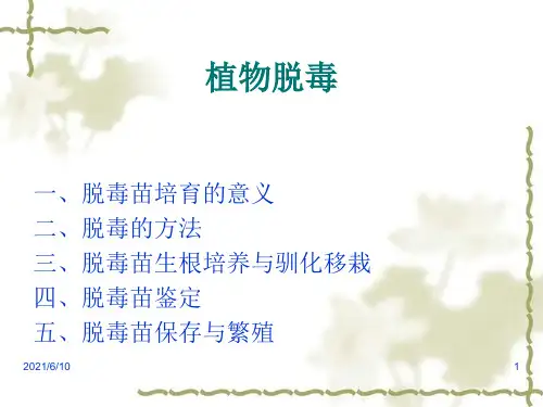 《植物脱毒技术》PPT课件
