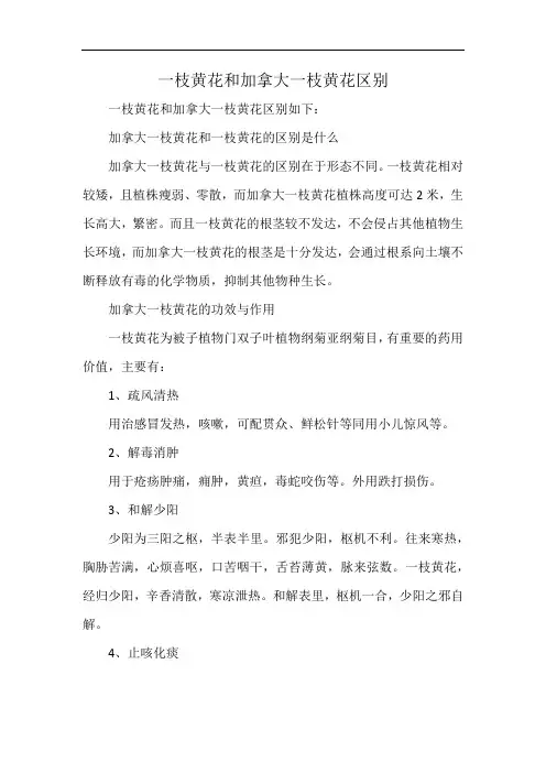 一枝黄花和加拿大一枝黄花区别