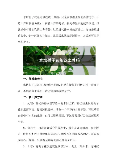 水培栀子花能改土养吗