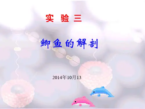 鱼类学实验详解