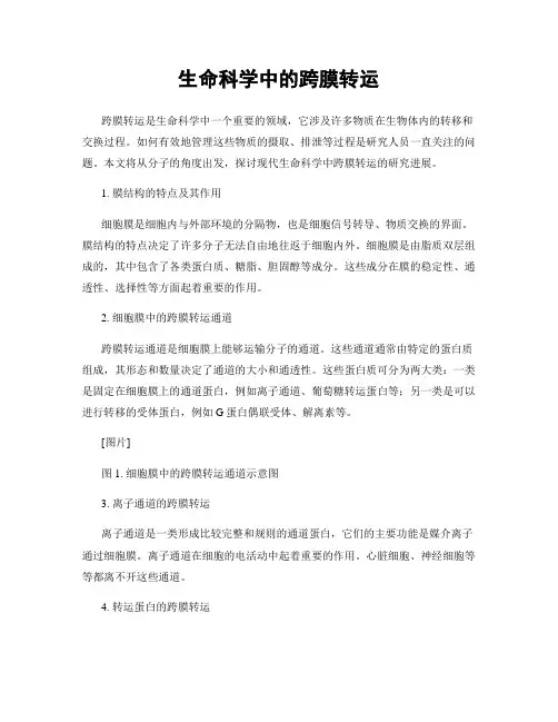 生命科学中的跨膜转运