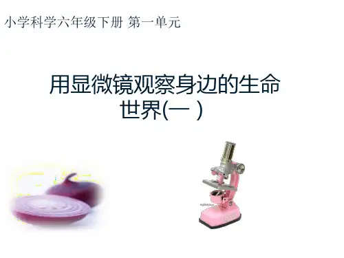 六年级下册科学 用显微镜观察身边的生命世界(一)