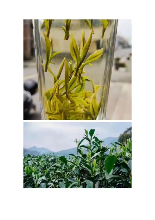 安吉白茶的种类主分为四类图片