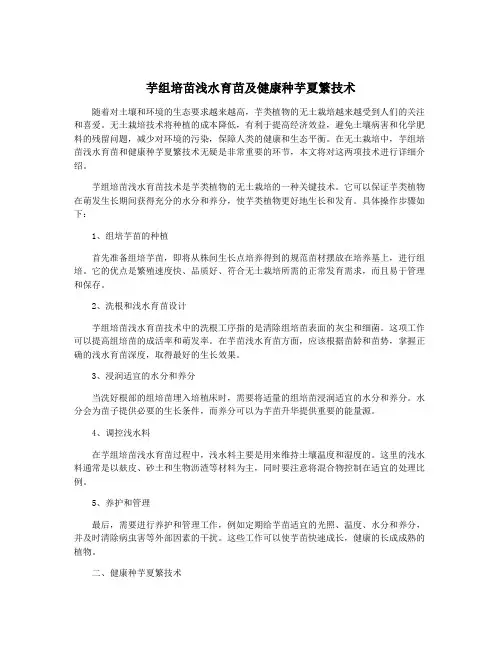 芋组培苗浅水育苗及健康种芋夏繁技术