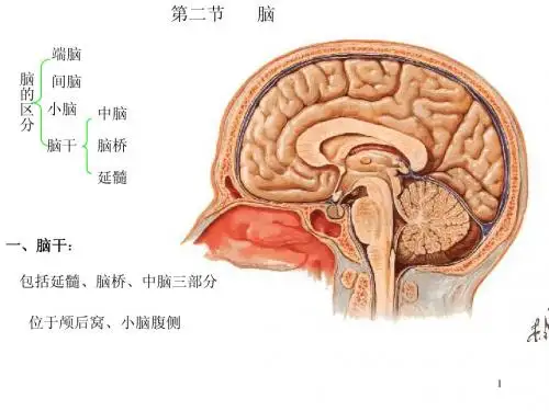 人体解剖学——脑干