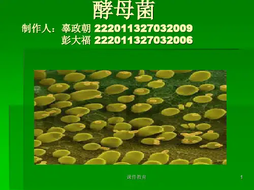酵母菌ppt(上课课件)
