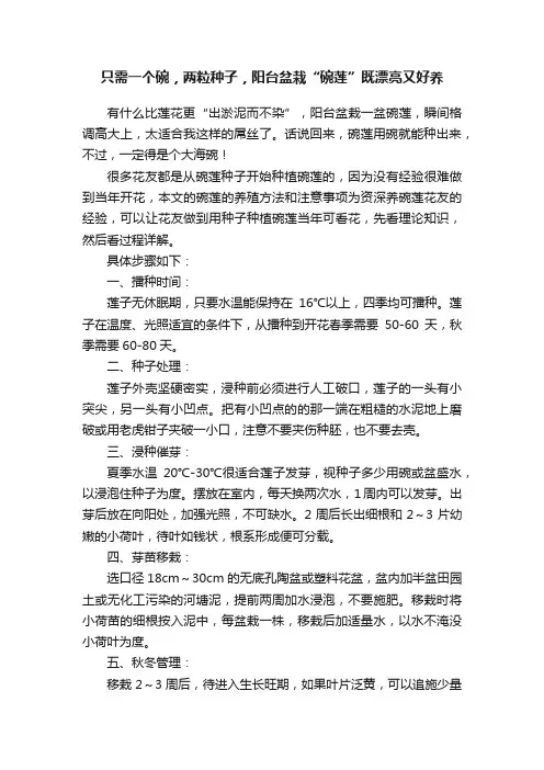 只需一个碗，两粒种子，阳台盆栽“碗莲”既漂亮又好养