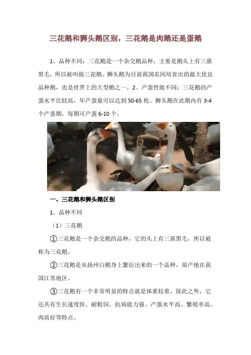 三花鹅和狮头鹅区别,三花鹅是肉鹅还是蛋鹅