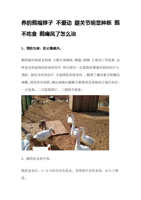 养的鹅缩脖子 不爱动 腿关节明显肿胀 鹅不吃食 鹅痛风了怎么治
