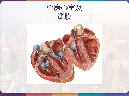 临床医学概要循环系统课件