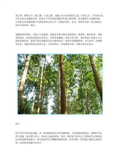 中药知识：龙脑(冰片)