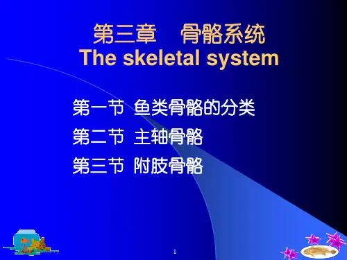 鱼类学-骨骼系统PPT模板