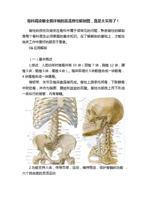 骨科精读最全面详细的高清脊柱解剖图，真是太实用了！