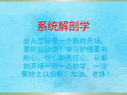 系统解剖第一章 骨学ppt课件