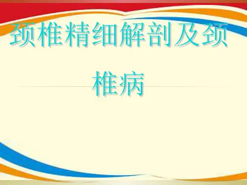 颈椎精细解剖及颈椎病
