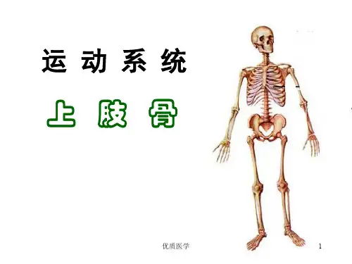 上肢骨解剖(清晰详实)