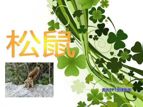 有关于松鼠的资料