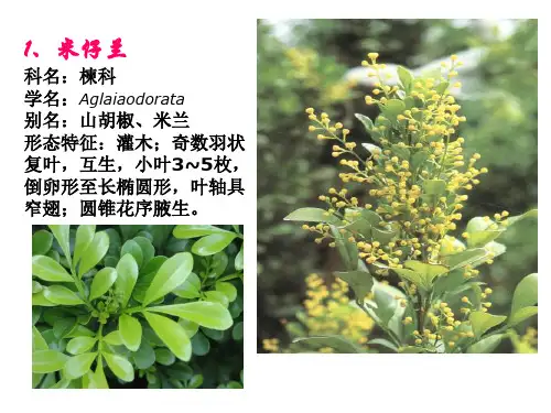 常见园林植物1到30种(岭南)
