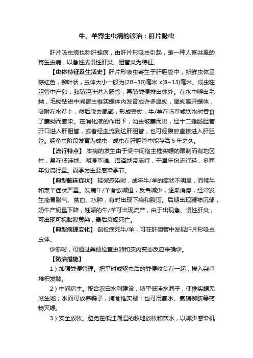 牛、羊寄生虫病的诊治：肝片吸虫