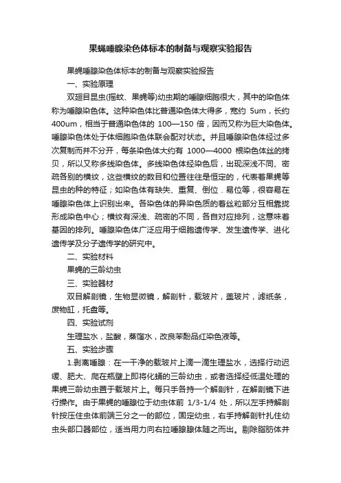 果蝇唾腺染色体标本的制备与观察实验报告