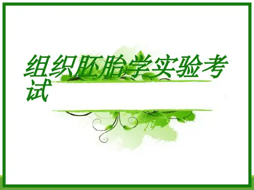 组织胚胎学实验考试--答案