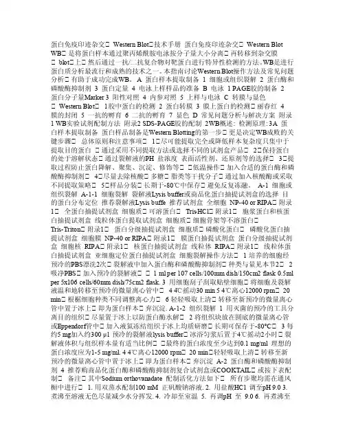 蛋白免疫印迹杂交（WesternBlot）技术手册