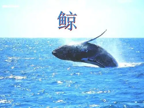 《鲸》PPT课件