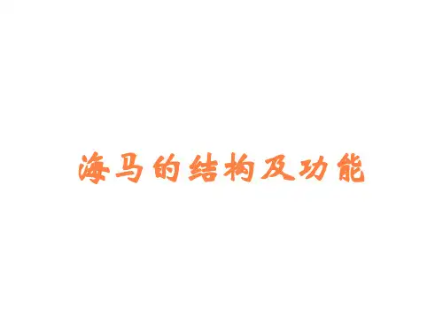 海马的结构及功能