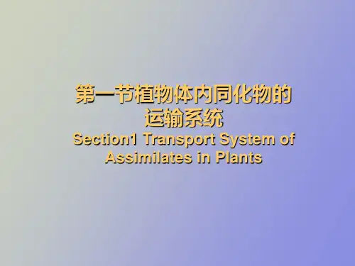 植物体内有机物质的运输与分配