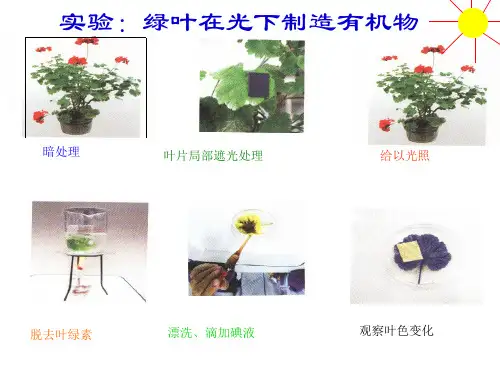 北师大版七年级生物上第五章复习总结课件讲解
