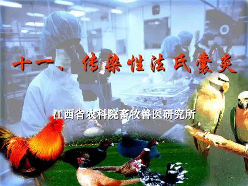 4Q11传染性法氏囊炎PPT演示课件