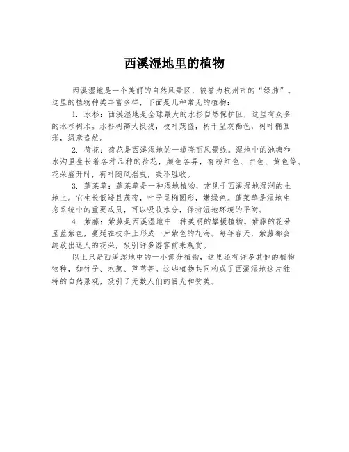 西溪湿地里的植物