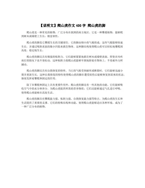 【说明文】爬山虎作文400字 爬山虎的脚