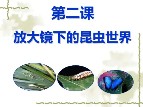 教科版小学科学六年级下册《一 微小世界 放大镜下的昆虫世界》公开课PPT课件_29