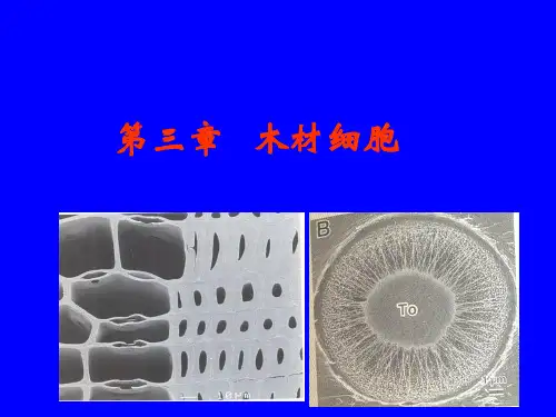 第三章木材细胞ppt课件