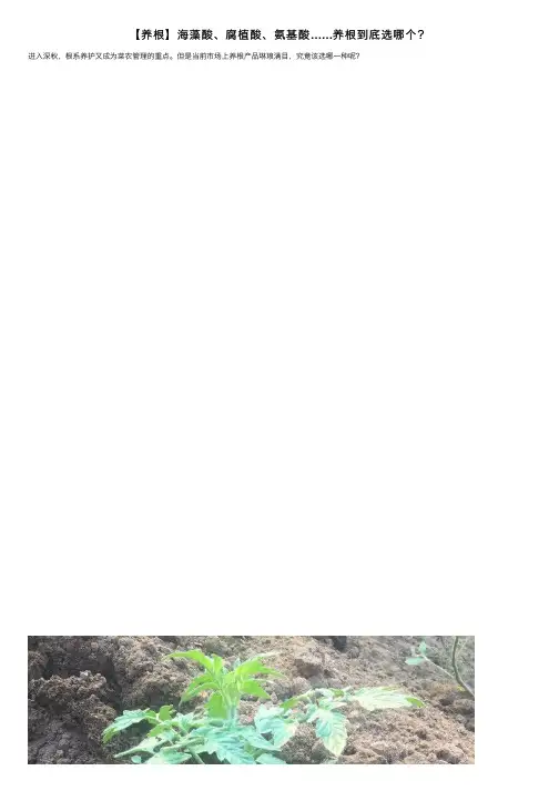 【养根】海藻酸、腐植酸、氨基酸……养根到底选哪个？