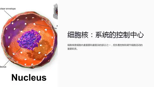 高中生物第三章细胞的基本结构3.3细胞核_系统的控制中心课件2新人教版必修 (2)