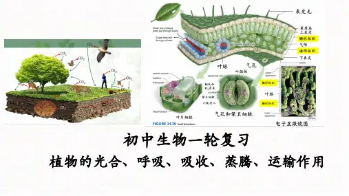 第1讲 植物的光合、呼吸、吸收、蒸腾、运输作用-中考生物一轮复习核心课件(全国通用)