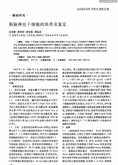 胎脑神经干细胞的培养及鉴定