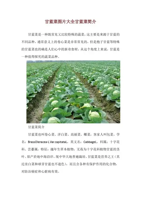 甘蓝菜图片大全 甘蓝菜简介