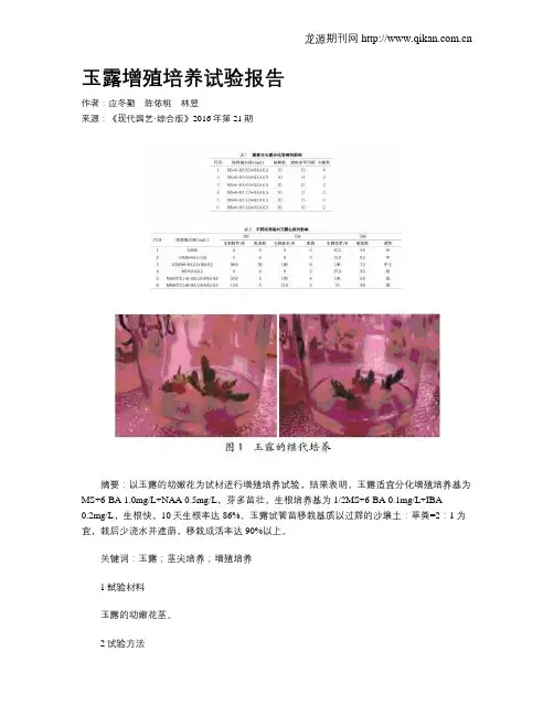 玉露增殖培养试验报告