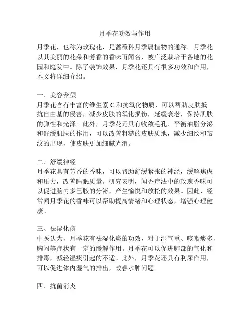 月季花功效与作用
