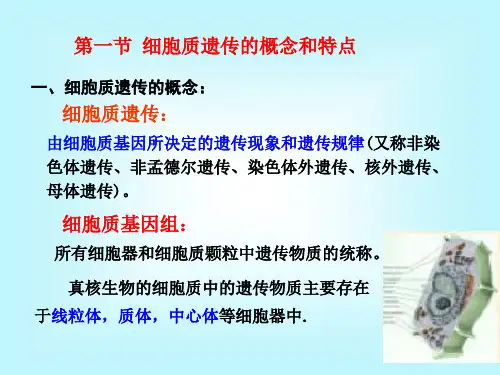 第十一章细胞质遗传