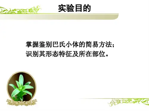 巴氏小体的观察