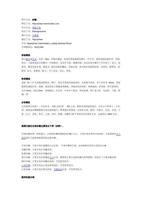 沙棘