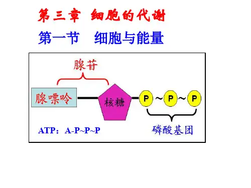 高中生物细胞与能量ATP的结构和功能精品PPT课件