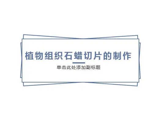 植物组织石蜡切片的制作