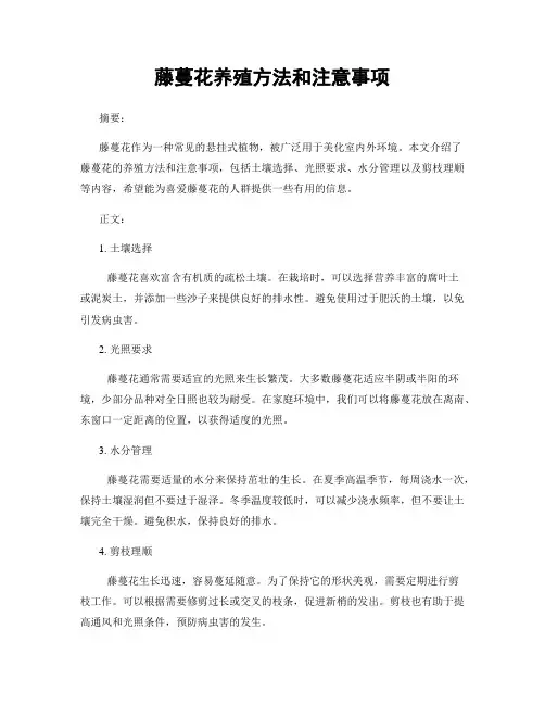 藤蔓花养殖方法和注意事项